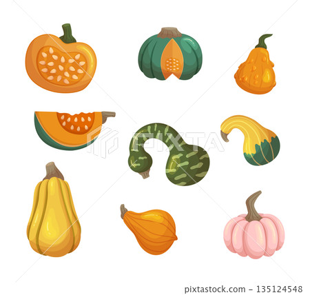 Different Pumpkins, Ripe Fresh Vegetables Feature Bold, Contrasting Colors, Stripes Or Spots In Various Colors 135124548