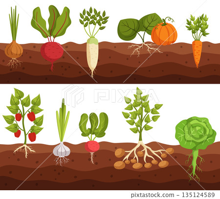 Vegetables Grow In Ground Cross Section View Of Onion, Beetroot, Daikon And Pumpkin. Carrot, Bell Pepper And Garlic 135124589