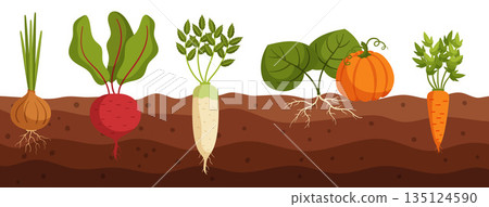 Vegetables Grow In Ground Cross Section View Of Onion, Beetroot, Daikon And Pumpkin With Carrot Veggies In Soil Vegetables Grow In Ground Cross Section View Of Onion, Beetroot, Daikon And Pumpkin With Carrot Veggies In Soil 135124590