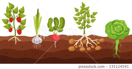Cross-section View Of Vegetable Bell Pepper, Garlic, Radish, Potato and Cabbage Growth In Ground, Revealing Roots 135124591