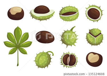 Set Of Chestnut Ripe Fruits, Green Leaf, Whole, Broken Nuts Isolated Icons On White Background. Organic Seasonal Seeds 135124608