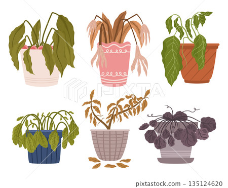 Wilting Houseplants With Drooping Leaves And A Sad Demeanor. They Require Immediate Attention Through Proper Watering Wilting Houseplants With Drooping Leaves And A Sad Demeanor. They Require Immediate Attention Through Proper Watering 135124620