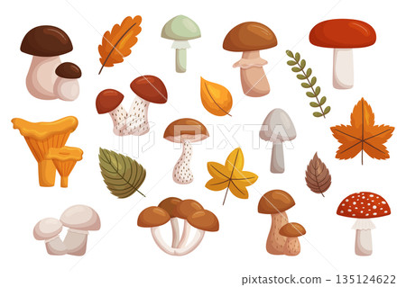 Assorted Forest Mushrooms, A Diverse Set Of Edible And Poisonous Fungi Found In Woodland Areas, Cartoon Illustration 135124622