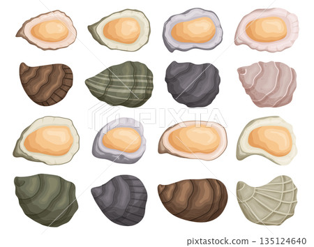 Set Of The Shellfish, Closed And Open Oyster Shells Are Known For Their Briny Flavor And Smooth Texture. Luxury Meal 135124640