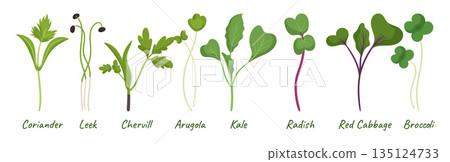 Microgreens Seedlings Collection. Coriander, Leek, Chervil And Arugula. Kale, Radish, Red Cabbage And Broccoli Sprouts Microgreens Seedlings Collection. Coriander, Leek, Chervil And Arugula. Kale, Radish, Red Cabbage And Broccoli Sprouts 135124733