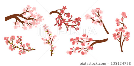 Set of Sakura Cherry Branches With Pink Blooming Flowers Isolated On White Background. Collection Of Spring Fruit Tree Set of Sakura Cherry Branches With Pink Blooming Flowers Isolated On White Background. Collection Of Spring Fruit Tree 135124758