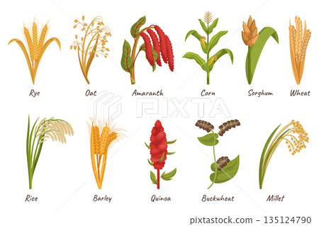Cereal Grain Plants Are Cultivated For Their Edible Seeds, Providing A Staple Food Source. Wheat, Rice, Corn or Oats Cereal Grain Plants Are Cultivated For Their Edible Seeds, Providing A Staple Food Source. Wheat, Rice, Corn or Oats 135124790