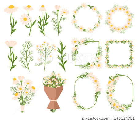Chamomile Flower Set With Beautiful Frames And Borders Perfect For Creating Floral Designs And Decorations Chamomile Flower Set With Beautiful Frames And Borders Perfect For Creating Floral Designs And Decorations 135124791