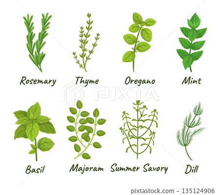 Set Of Culinary Herbs Consisting Of Various Aromatic Plants Used For Cooking, Such As Basil, Thyme, Rosemary And Oregano Set Of Culinary Herbs Consisting Of Various Aromatic Plants Used For Cooking, Such As Basil, Thyme, Rosemary And Oregano 135124906