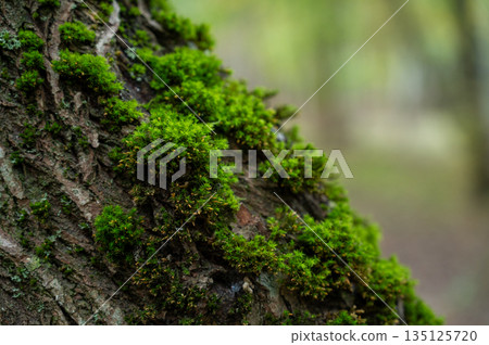 Close-up of green moss on tree bark in the forest natural eco texture of nature Close-up of green moss on tree bark in the forest natural eco texture of nature 135125720