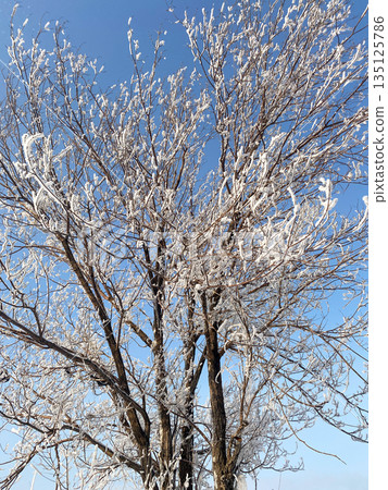 tree with branches covered in frost and snow, set against a clear blue sky tree with branches covered in frost and snow, set against a clear blue sky 135125786
