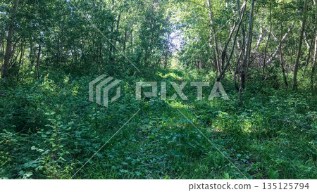 Lush green forest path through dense undergrowth on a sunny summer day. Tranquility and natural beauty. Lush green forest path through dense undergrowth on a sunny summer day. Tranquility and natural beauty. 135125794