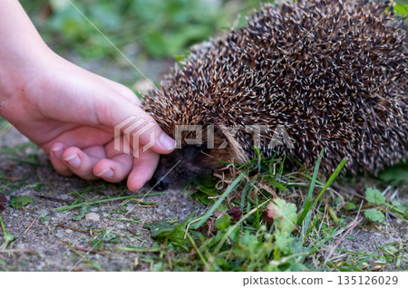 Child hand touching wild hedgehog on grass in summer garden Child hand touching wild hedgehog on grass in summer garden 135126029