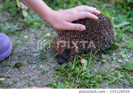Child hand touching wild hedgehog on grass in summer garden Child hand touching wild hedgehog on grass in summer garden 135126030