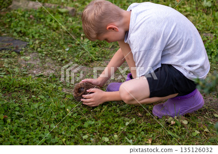 Teen boy holding curled hedgehog in hands outdoors in summer garden Teen boy holding curled hedgehog in hands outdoors in summer garden 135126032