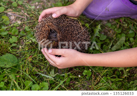 Close up of child hands holding curled hedgehog outdoors in summer nature 135126033