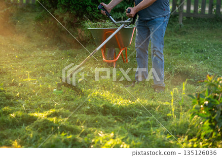 Man mowing grass with trimmer in sunlight with wheelbarrow nearby Man mowing grass with trimmer in sunlight with wheelbarrow nearby 135126036