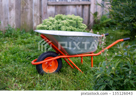 Garden wheelbarrow on a green lawn by an old wooden fence 135126043