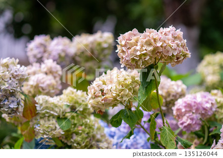 Branches of multicolored blooming Hydrangea macrophylla 135126044