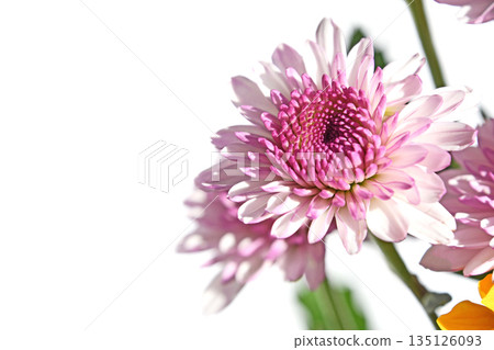 Chrysanthemum (spray mum) 135126093