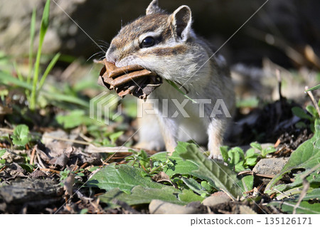 Close-up of a chipmunk collecting fallen leaves, preparing for winter, hibernation Close-up of a chipmunk collecting fallen leaves, preparing for winter, hibernation 135126171