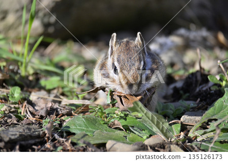 Chipmunk collecting fallen leaves, preparing for winter, hibernation 135126173