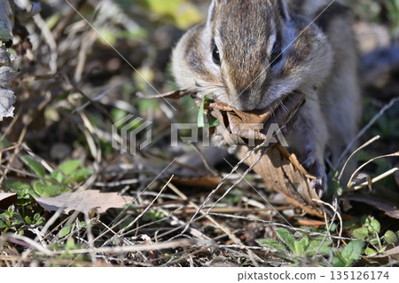 Close-up of a chipmunk collecting fallen leaves, preparing for winter, hibernation Close-up of a chipmunk collecting fallen leaves, preparing for winter, hibernation 135126174