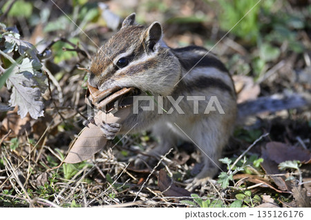 Close-up of a chipmunk collecting fallen leaves, preparing for winter, hibernation 135126176