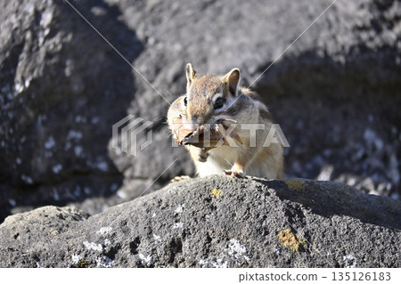 花栗鼠收集落葉，為過冬做準備。 135126183