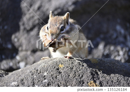 Chipmunk collecting fallen leaves, preparing for winter, hibernation Chipmunk collecting fallen leaves, preparing for winter, hibernation 135126184