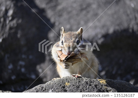 Chipmunk collecting fallen leaves, preparing for winter, hibernation 135126187
