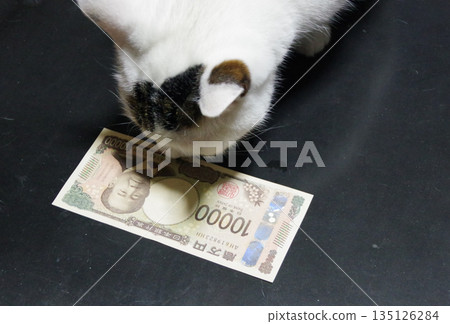 Cat with banknotes Cat with banknotes 135126284