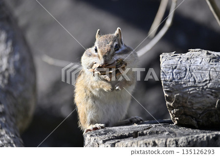 花栗鼠收集落葉，為過冬做準備。 135126293