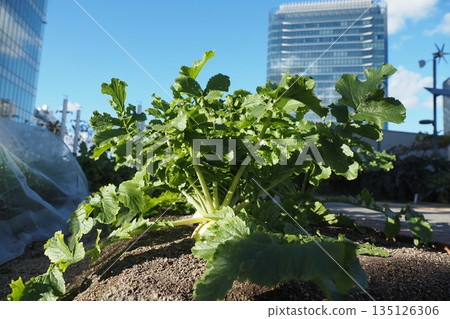 Agriculture on top of buildings 135126306