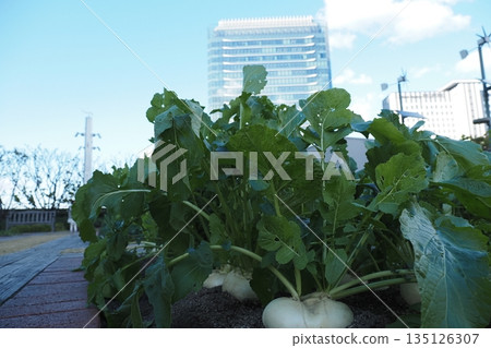 Farm on top of a building 135126307