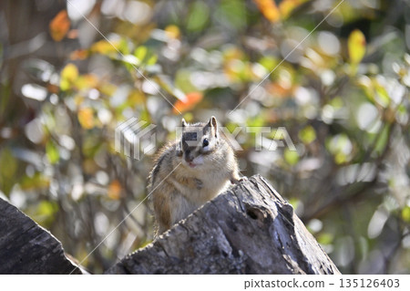 Chipmunk in the autumn forest 135126403