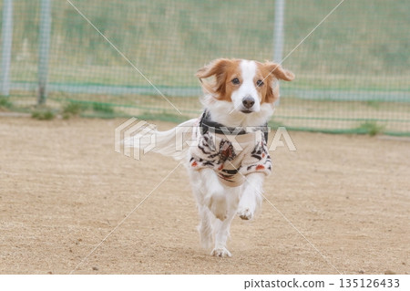 Koikeru running with its ears and tail flapping 135126433