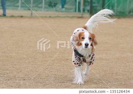 Kooiker runs energetically on the winter grass 135126434