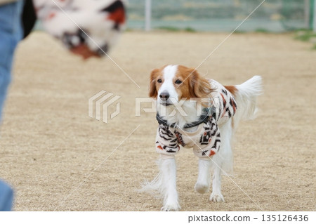 Kooikerhondje 飛越棕色的草地 Kooikerhondje 飛越棕色的草地 135126436