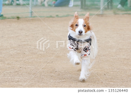 Kooikerhondje running around with all his might 135126440