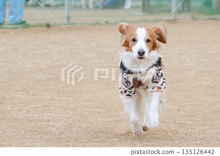 A lively Koiker running very fast 135126442