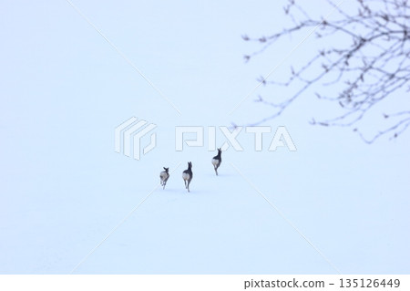 A herd of Ezo deer running through the snowy fields on the frozen lake surface 135126449