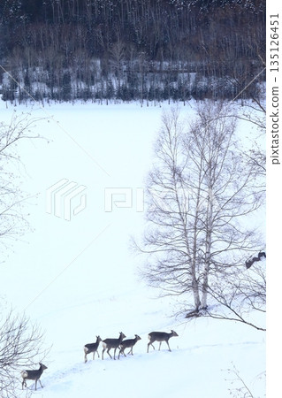 A herd of Ezo deer walking along the lakeside in winter A herd of Ezo deer walking along the lakeside in winter 135126451