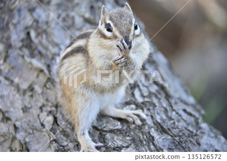 Hehehe ♡ A close-up of a cute chipmunk Hehehe ♡ A close-up of a cute chipmunk 135126572