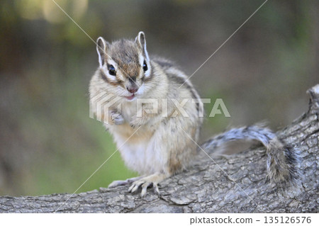 Cute smiling chipmunk close-up 135126576