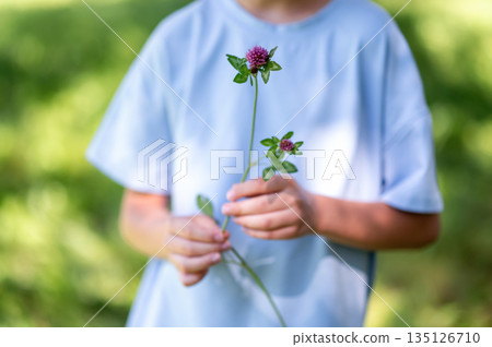 Close up of teen holding blooming clover branch Close up of teen holding blooming clover branch 135126710