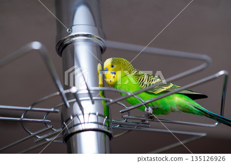 Green budgerigar sitting on a glass holder stand at home Green budgerigar sitting on a glass holder stand at home 135126926
