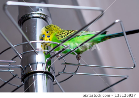 Green budgerigar sitting on a glass holder stand at home Green budgerigar sitting on a glass holder stand at home 135126927