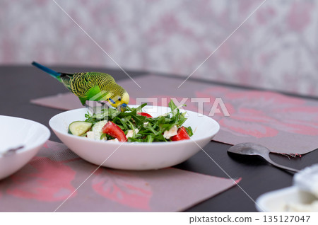 Green budgerigar sitting on bowl of fresh salad on kitchen table 135127047