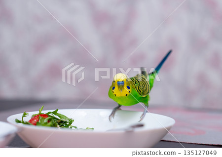 Green budgerigar sitting on bowl of fresh salad on kitchen table 135127049